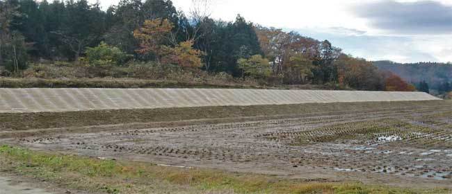 わら芝植栽後の小滝集落水田