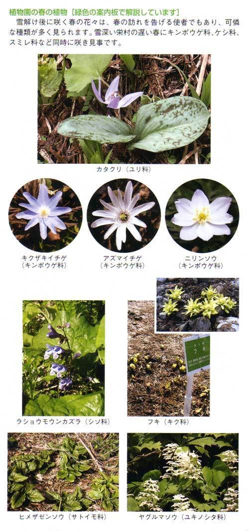 植物園の春の植物[緑色の案内板で解説しています]雪解け後に咲く春の花々は、春の訪れを告げる使者でもあり、可憐な種類が多く見られます。雪深い栄村の遅い春にキンボウゲ科、ケシ科、スミレ科など同時に咲き見事です。