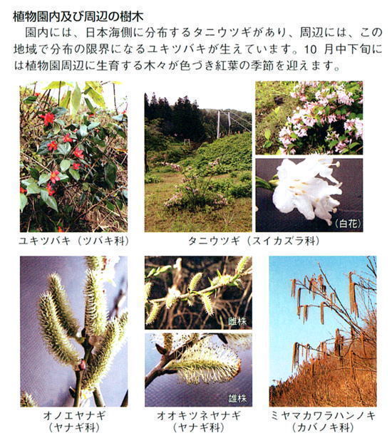 植物園内及び周辺の樹木の紹介。園内には、日本海側に分布するタニウツギがあり、周辺には、この地域で分布の限界になるユキツバキが生えています。10月中下旬には植物園周辺に生育する木々が色づき、紅葉の季節を迎えます。