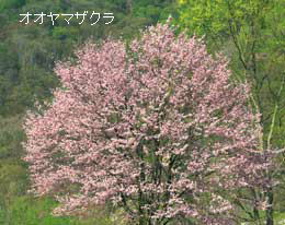 桜の木