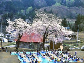 桜の木と人