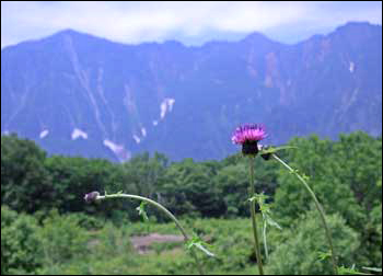 鳥甲山の春