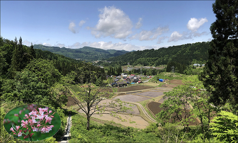 田植えの準備、進む