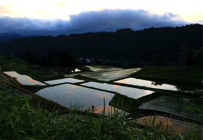 早朝の棚田