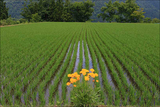 大金鶏菊咲く原向の水田