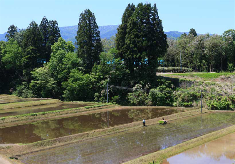 五月空の下、田植えが進む