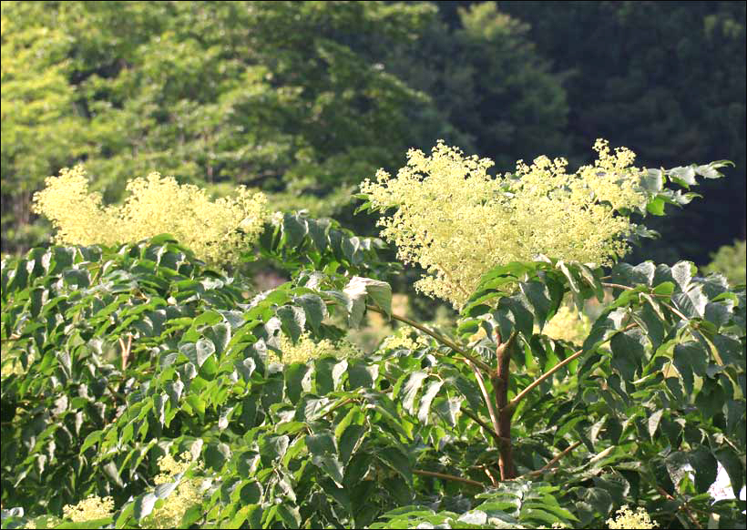 残暑に咲き誇るタラノキの花 長野県 栄村