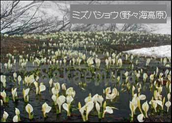 野々海高原のミズバショウ.jpg