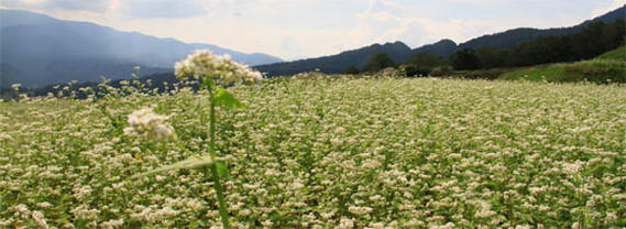 白い花が咲き乱れるそば畑の写真