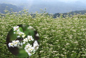 ソバの白い花の写真
