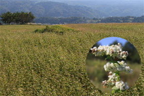 色づきはじめた畑と実がつきはじめた花の写真