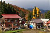 時雨模様の中で黄金色に輝く銀杏