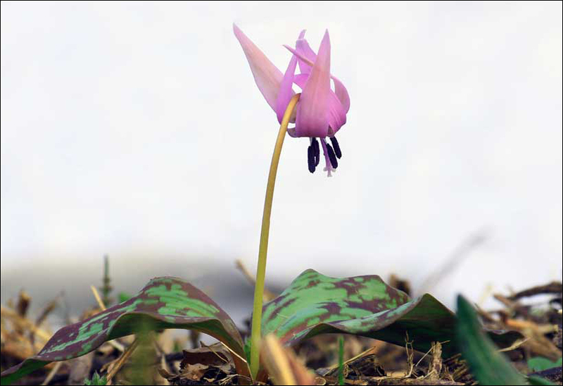 残雪を背景にカタクリの花、咲く