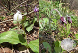 早春の花、２種（シロバナカタクリ･左、オキナグサ･右）