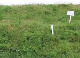 芝の生育状況調査の写真