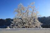 雪の花　切欠