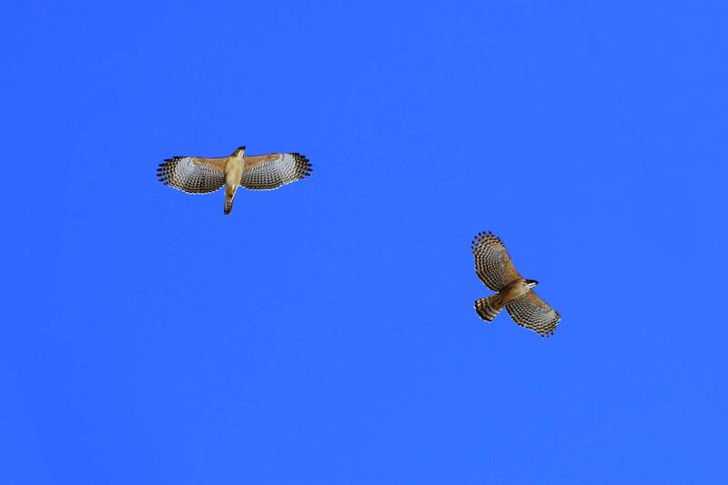 早春の空にクマタカ舞う　柳在家