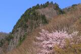 満開のオオヤマザクラと布岩　屋敷･秋山郷