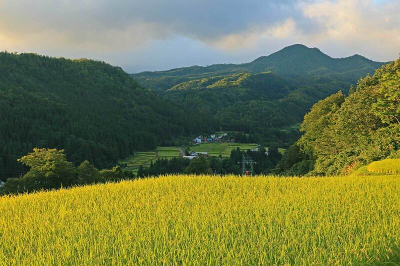 色づき始めた棚田と高倉山　牛窪